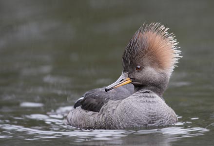 Hooded Merganser (Lophodytes cucullatus) photo