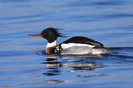 Red-breasted Merganser (Mergus serrator) photo image