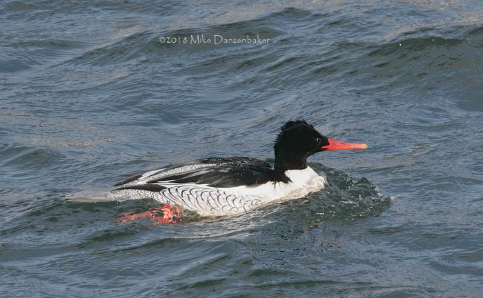 Scaly-sided Merganser (Mergus squamatus) photo