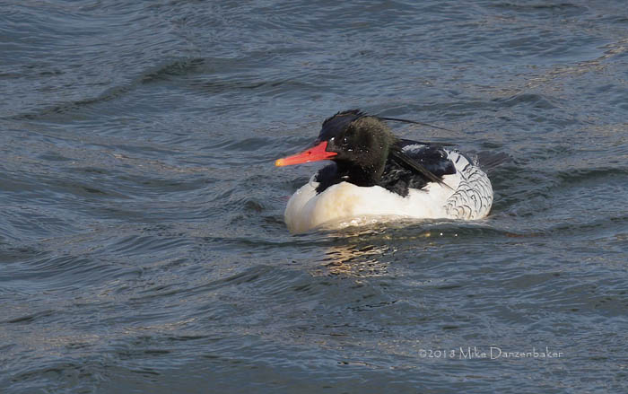 Scaly-sided Merganser (Mergus squamatus) photo
