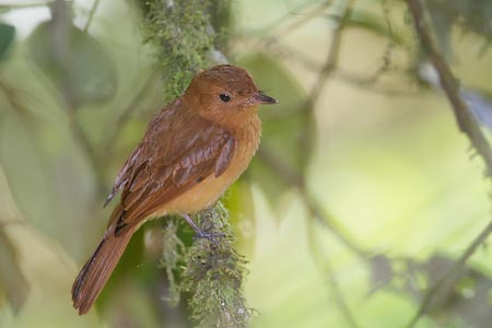 Rufous Mourner (Rhytipterna holerythra) photo