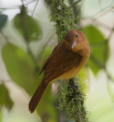 Rufous Mourner (Rhytipterna holerythra) photo