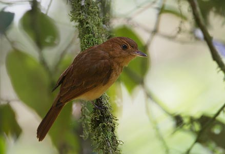 Rufous Mourner (Rhytipterna holerythra) photo