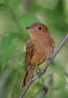 Rufous Mourner (Rhytipterna holerythra) photo