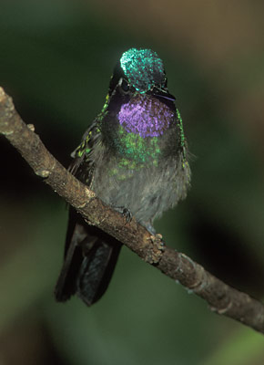 Purple-throated Mountain-Gem (Lampornis calolaema) photo