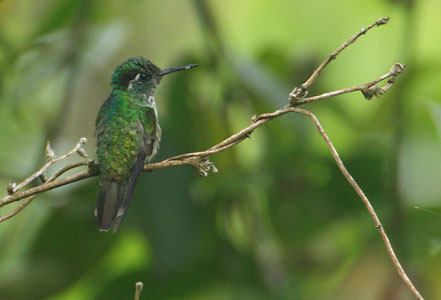 White-bellied Mountain-Gem (Lampornis hemileucus) photo