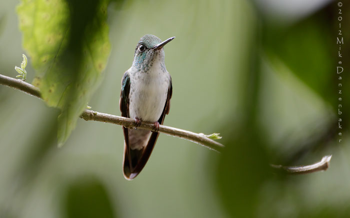 White-bellied Mountaingem (Lampornis hemileucus) photo