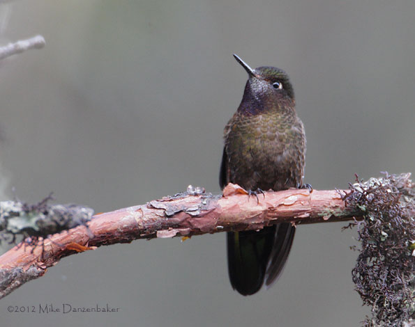 Violet-throated Metaltail (Metallura baroni) photo