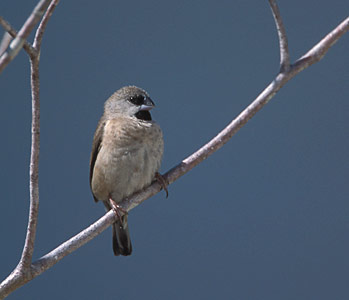 Madagascar Munia (Lonchura nana) photo