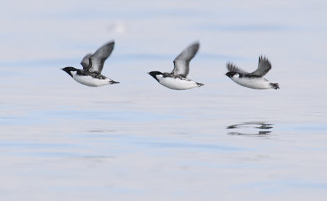 Ancient Murrelet (Synthliboramphus antiquus) photo