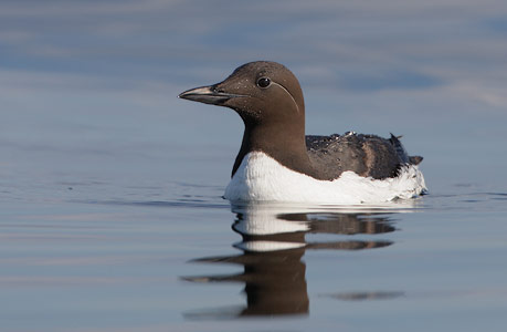 Common Murre (Uria aalge) photo