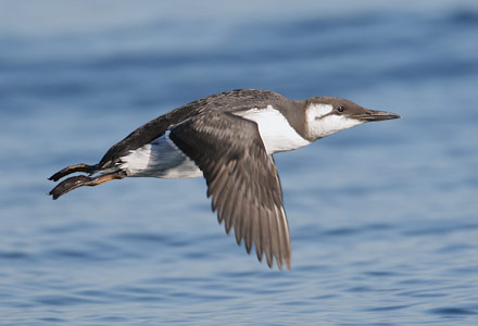 Common Murre (Uria aalge) photo