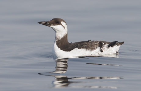 Common Murre (Uria aalge) photo