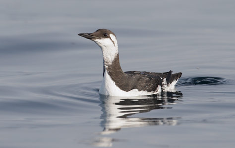 Common Murre (Uria aalge) photo