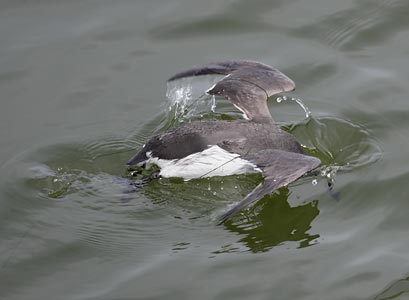 Common Murre (Uria aalge) photo
