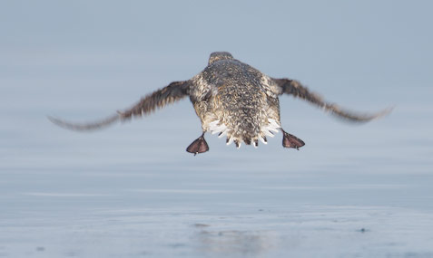 Kittlitz's Murrelet (Brachyramphus brevirostris) photo