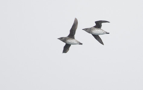 Kittlitz's Murrelet (Brachyramphus brevirostris) photo