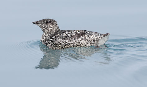 Kittlitz's Murrelet (Brachyramphus brevirostris) photo