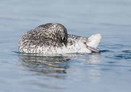 Kittlitz's Murrelet (Brachyramphus brevirostris) photo
