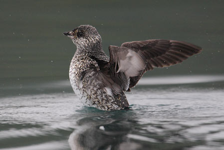 Kittlitz's Murrelet (Brachyramphus brevirostris) photo