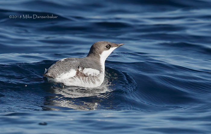 Long-billed Murrelet (Brachyramphus perdix) photo