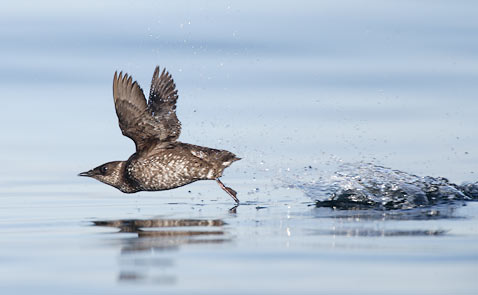 Marbled Murrelet (Brachyramphus marmoratus) photo