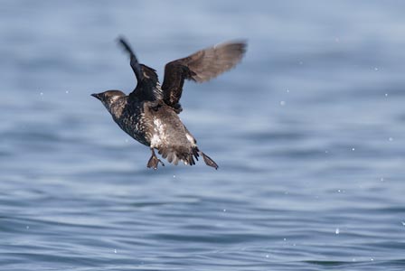 Marbled Murrelet (Brachyramphus marmoratus) photo