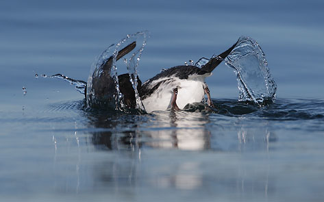 Marbled Murrelet (Brachyramphus marmoratus) photo