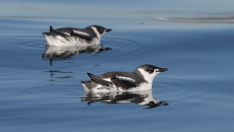 Marbled Murrelet (Brachyramphus marmoratus) photo