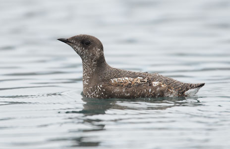 Marbled Murrelet (Brachyramphus marmoratus) photo