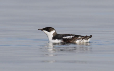 Marbled Murrelet (Brachyramphus marmoratus) photo