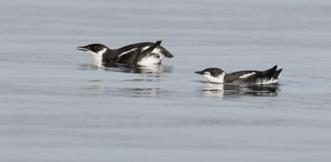 Marbled Murrelet (Brachyramphus marmoratus) photo