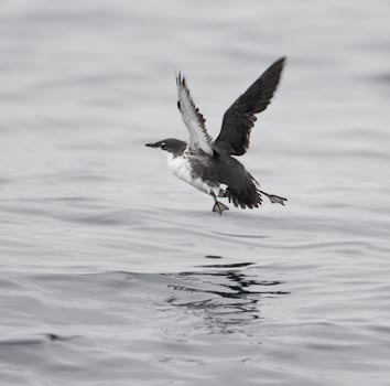 Scripps's Murrelet (Synthliboramphus scrippsi) photo image