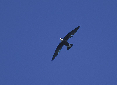 White-throated Needletail (Hirundapus caudacutus) photo image