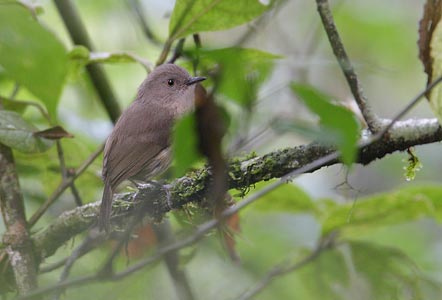 Dark Newtonia (Newtonia amphichroa) photo