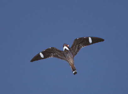 Antillean Nighthawk (Chordeiles gundlachii) photo image
