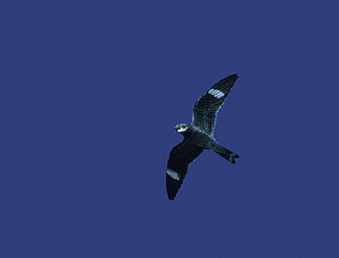 Common Nighthawk (Chordeiles minor) photo image