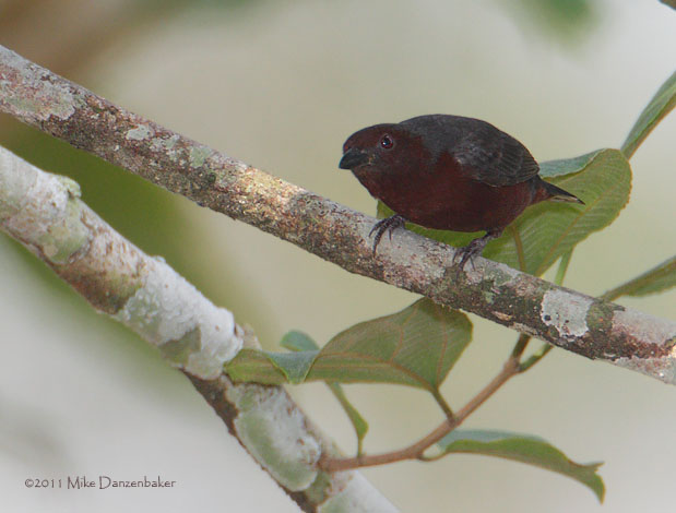 Chestnut-breasted Nigrita (Nigrita bicolor) photo
