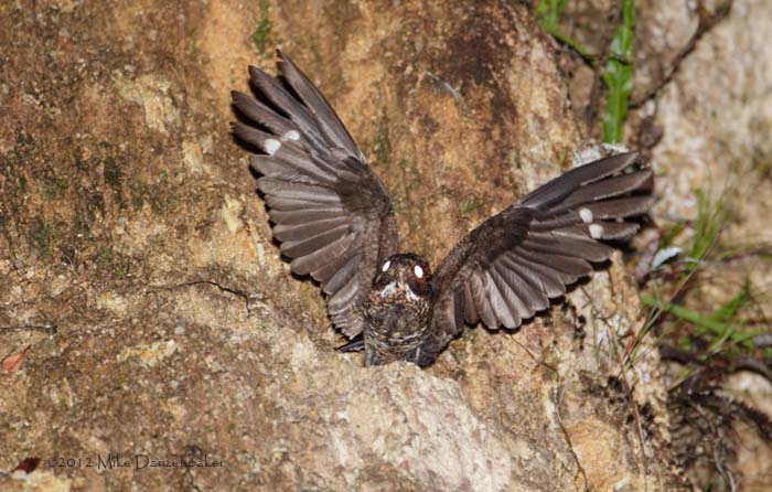 Blackish Nightjar (Caprimulgus nigrescens) photo