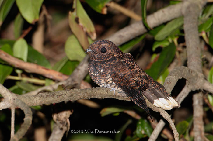 Dusky Nightjar (Antrostomus saturatus) photo