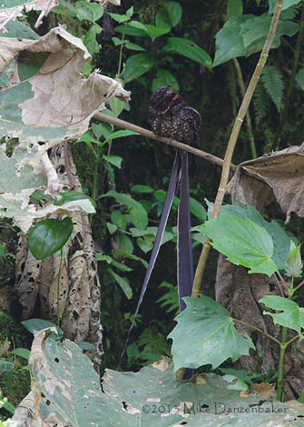 Lyre-tailed Nightjar (Uropsalis lyra) photo