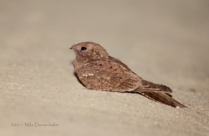 Plain Nightjar (Caprimulgus inornatus) photo
