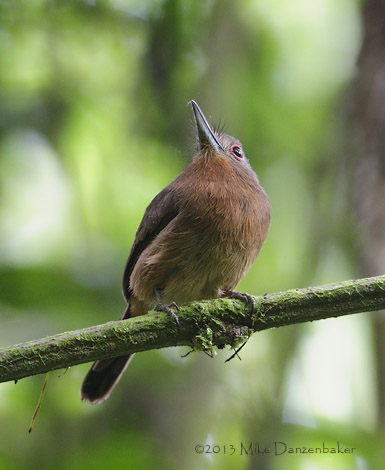 Brown Nunlet (Nonnula brunnea) photo