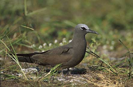 Brown Noddy (Anous stolidus) photo image