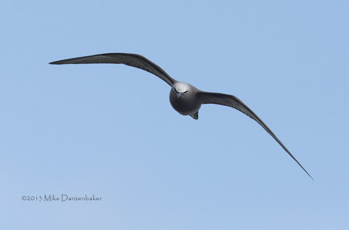 Brown Noddy (Anous stolidus) photo
