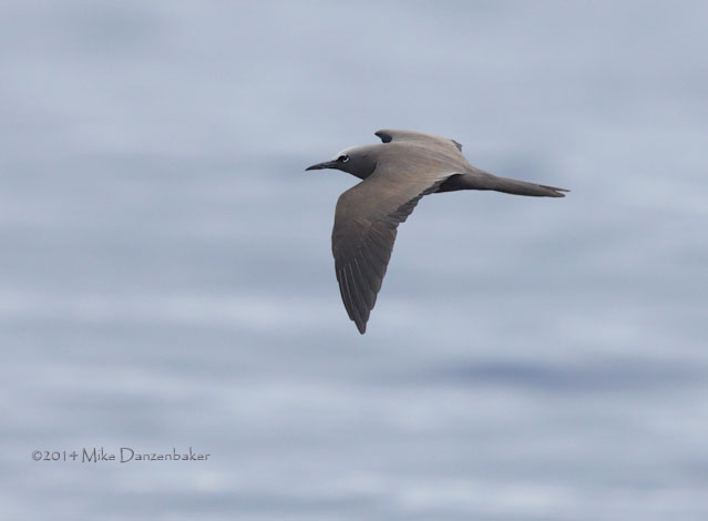 Brown Noddy (Anous stolidus) photo