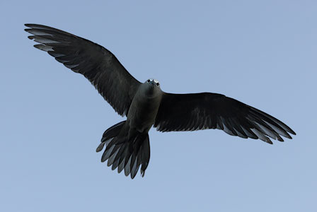 Brown Noddy (Anous stolidus) photo
