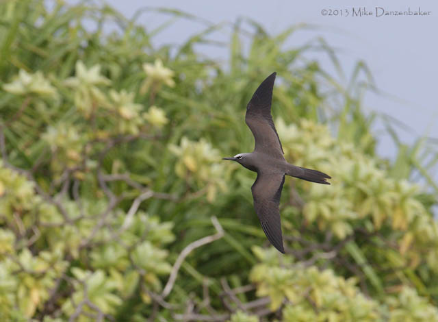 Brown Noddy (Anous stolidus) photo