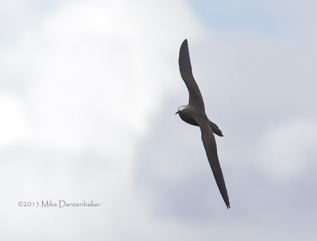 Brown Noddy (Anous stolidus) photo