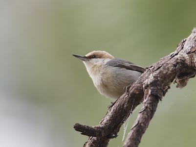 Brown-headed Nuthatch (Sitta pusilla) photo
